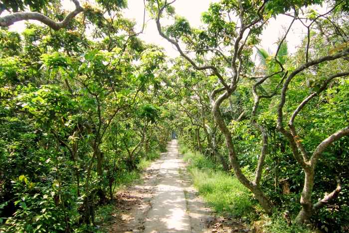 Cồn Quy (Turtle Islet), where to have a bike tour in Ben Tre?