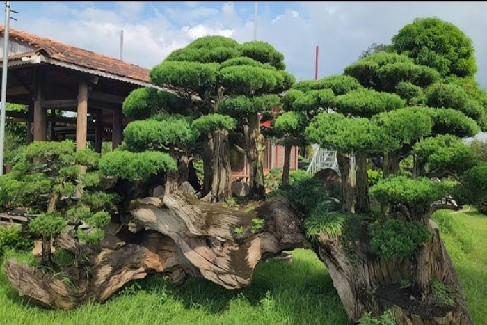 Admire The Incredible Bonsai Gardens