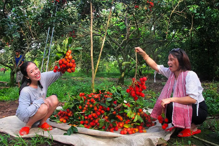 Not only can you taste flavorful fruit, but you can also bring them as gifts for your loved ones