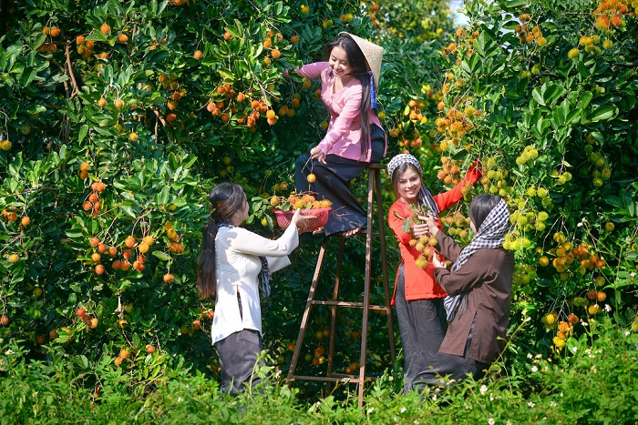 Images of fruit gardens from southern Vietnam