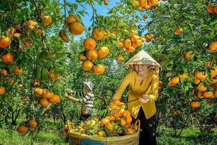 When to visit Can Tho? The fruit season