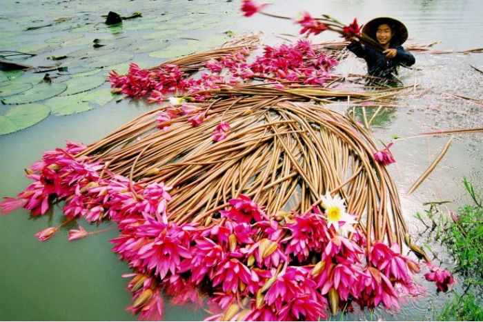 The beautiful water lilies during the flood season