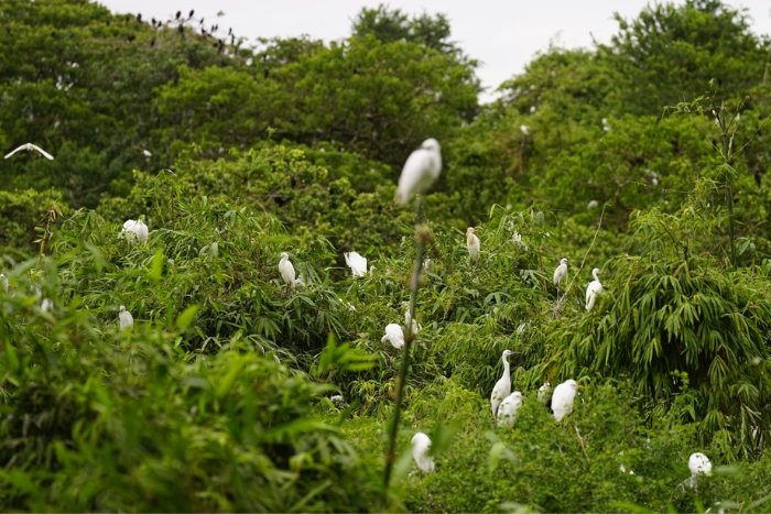 Bang Lang Stork Garden – peaceful stop for a girlie weekend in Can Tho