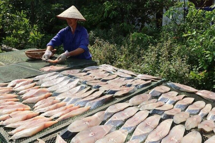 Process of making dried mackerel in Cat Ba Island