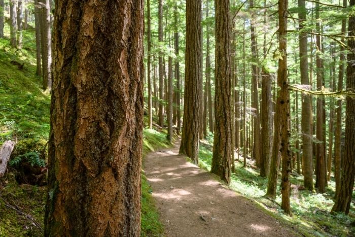Enjoy a peaceful walk through Mang Den's pine forests