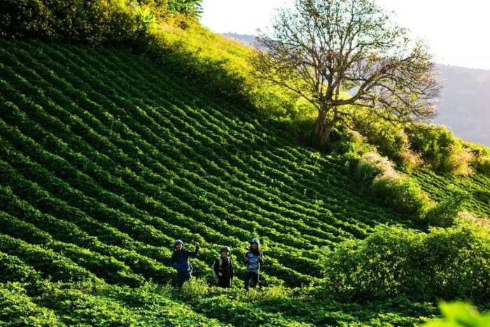 Biển Hồ tea hills – Lush and peaceful landscapes