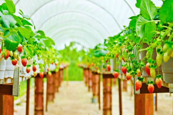 Dalat strawberry farms - The ideal gourmet stop when visiting Dalat