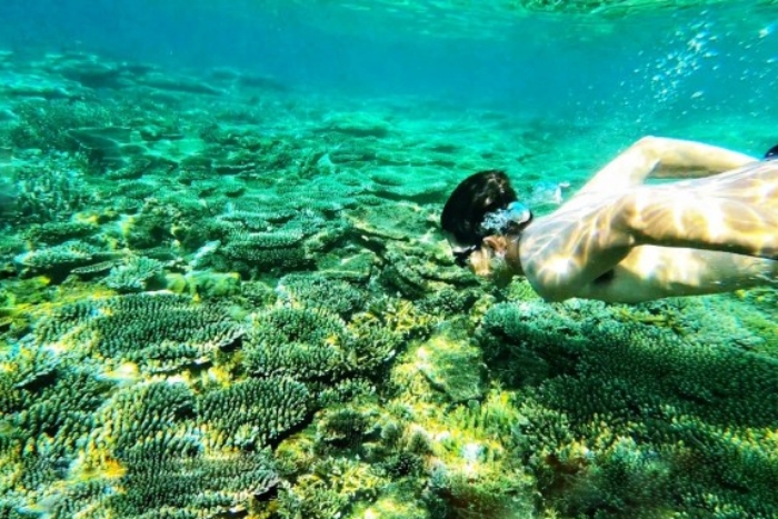 Colorful coral and fish while snorkeling in Con Dao