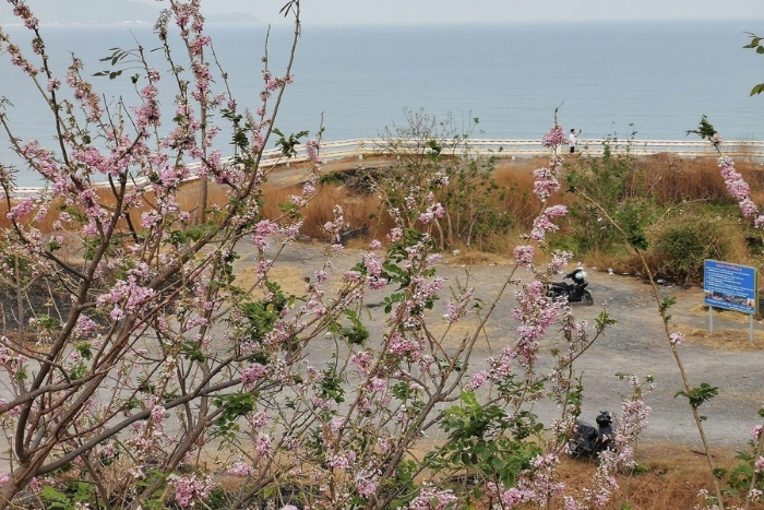 Do Mai flowers bloom along the streets of Con Dao in the days leading up to Tet