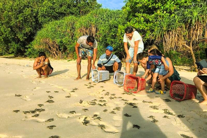 Watching sea turtles on Bay Canh Island - An exceptional activity for visiting Con Dao with family