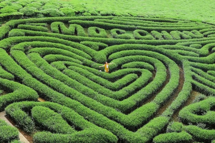 The heart-shaped tea hill in Moc Chau, Son La province