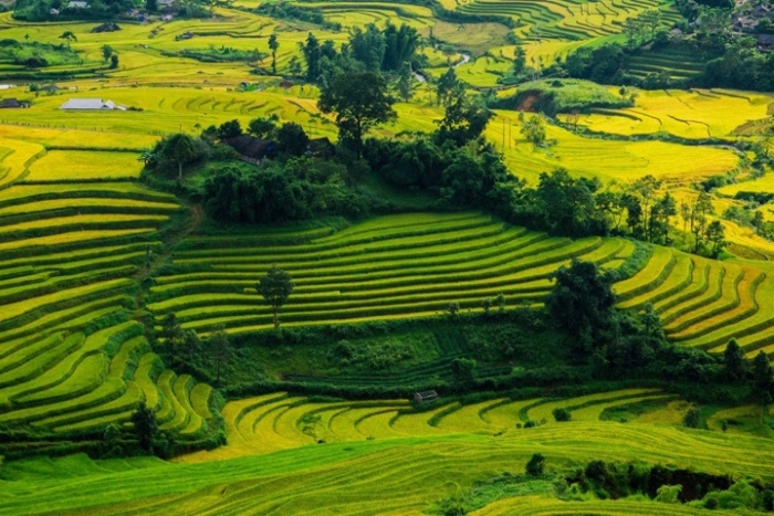 You should definitely plan a Northwest Vietnam circuit if you want to admire terraced rice fields