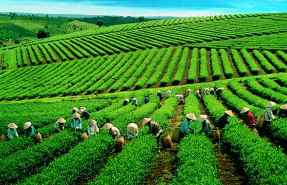 Explore Top 08 Must-do List In Lai Chau, Vietnam