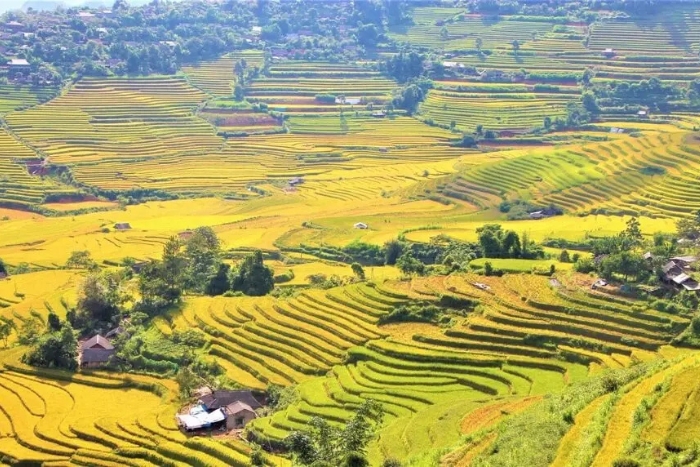 September and October are the ideal months to admire Lai Chau's golden rice season