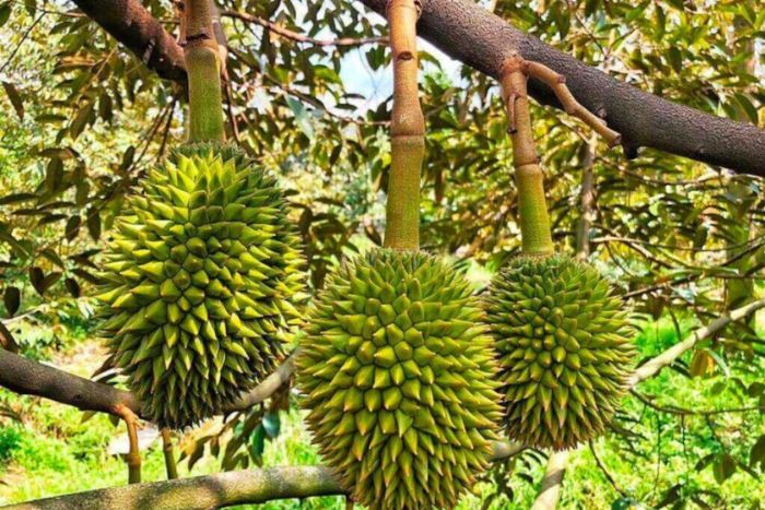 Extremely delicious tropical fruits