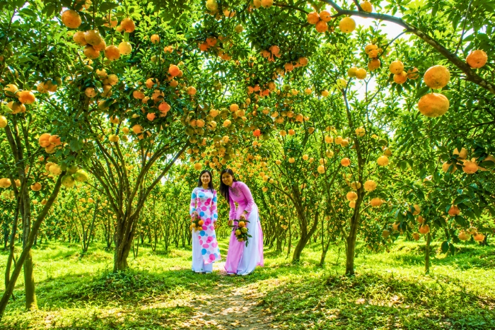 Pick fresh fruit in the orchards of the Mekong Delta
