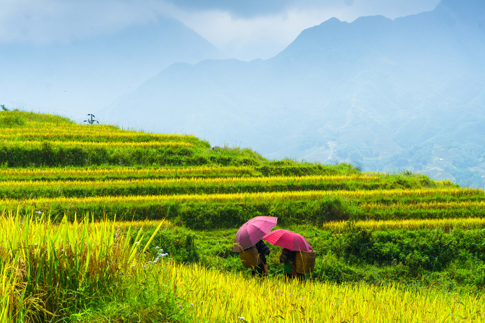 Discover the beauty of Bac Ha Sapa Vietnam