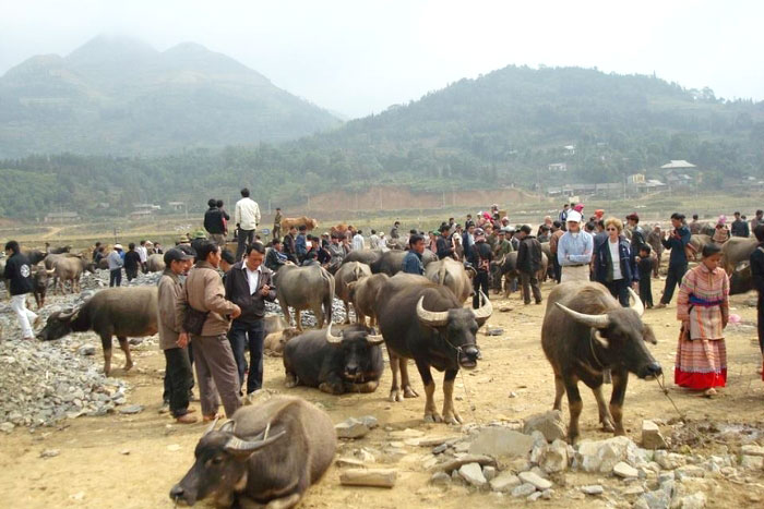 Experience livestock market