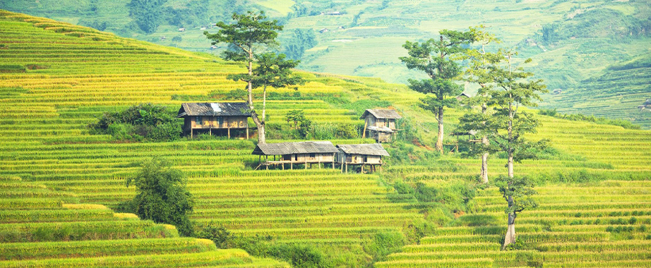 Terraced fields in Sapa