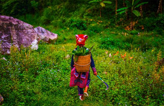 Red Dao Herbal Baths In Sapa, Vietnam - The Cultural Treasures