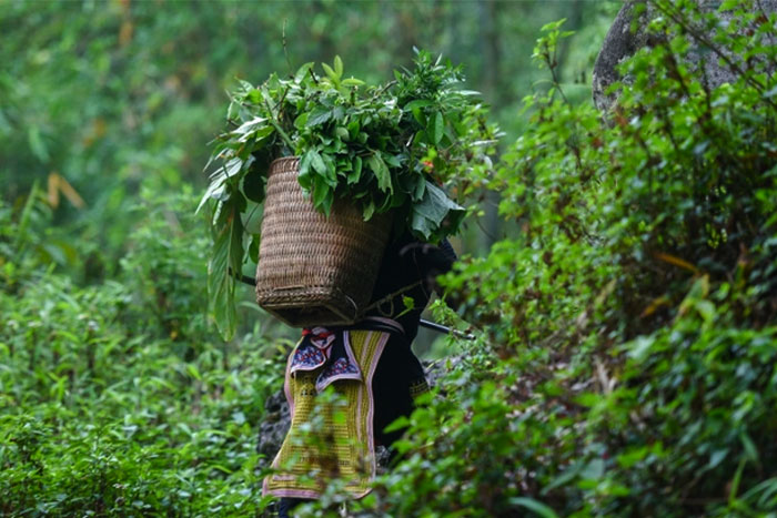 First step - but not easy - is to tour many mountains to collect all the ingredients