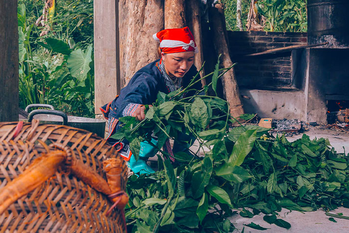 A Red Dao woman is preparing the herbs for an herbal bath