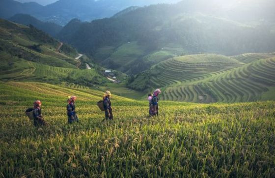 Choosing Sapa Or Mu Cang Chai For Your Northern Vietnam Trip?