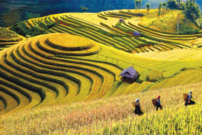 Mu Cang Chai rice terraces