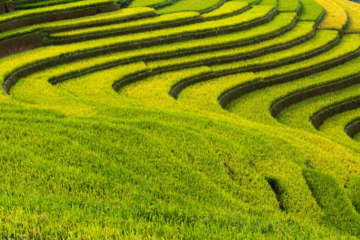 Rice terraces in Sapa, northern Vietnam