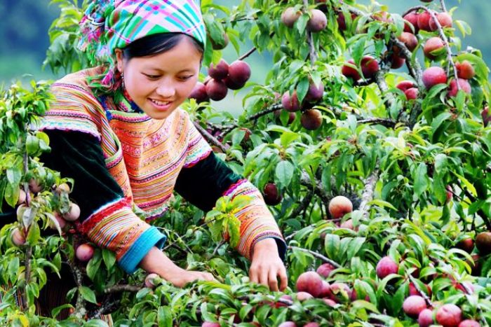 The locals of Sapa harvest plums to make plum wine