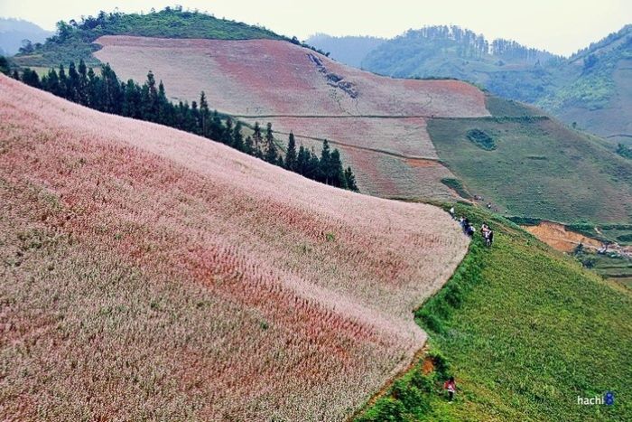 Lu Than buckwheat flower fields