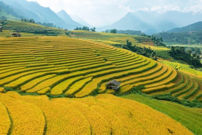 Admire the rice terraces of Sapa during the ripe rice season