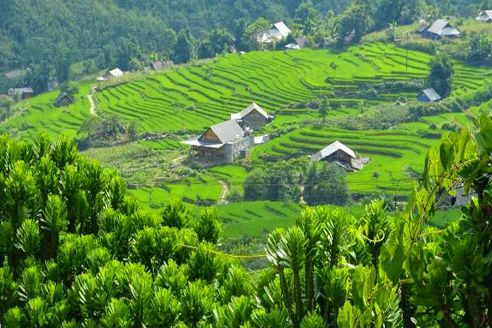 The lush greenery envelops Giang Ta Chai village