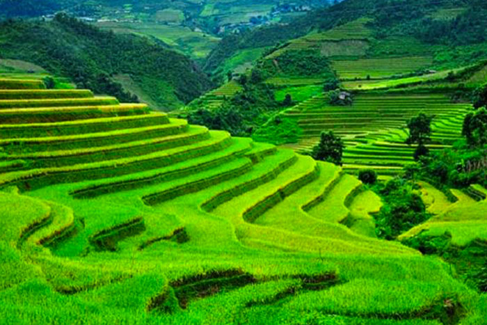 Vast green fields of crops in Sapa during the middle of the year