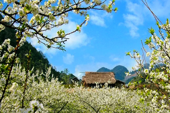 Admire the beauty of blooming flowers in Sapa