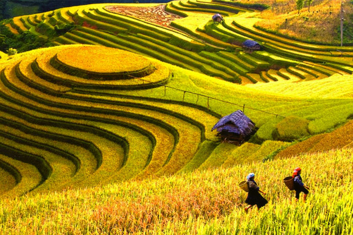 During the harvest season, the rice fields turn a golden color