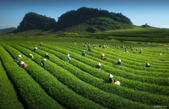 Top 11 Best Things To Do In Moc Chau, Vietnam