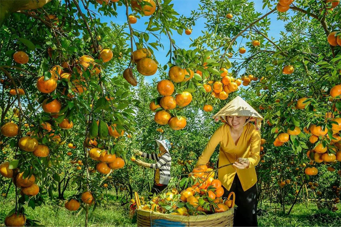 Journey through lush orchards in Cai Be