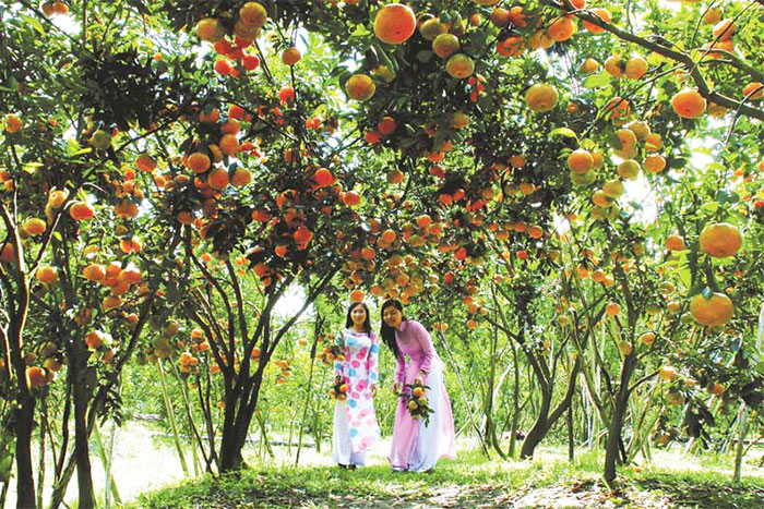 Cai Be Fruit Garden