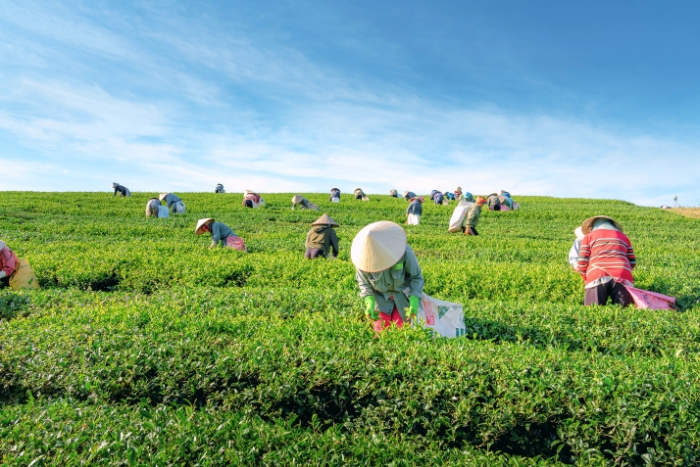 Fresh tea leaves picked in Bao Loc plantations