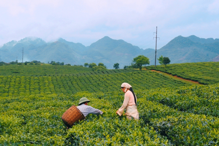 Vietnamese tea plantations in Moc Chau, Son La