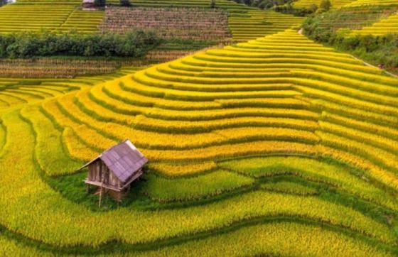 Autumn In Vietnam - Best Time To See Rice Fields In Vietnam
