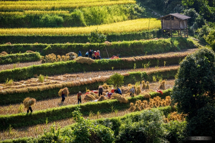Hoang Su Phi enters its rice harvest season from late September to early October