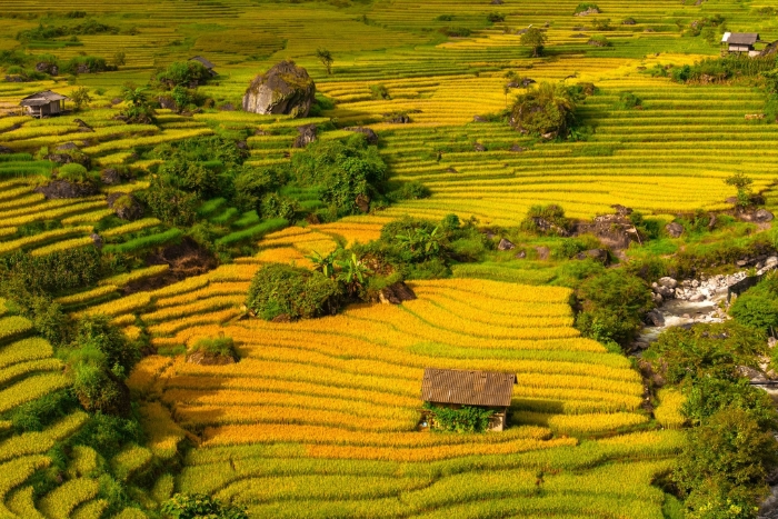 The best time to see the rice fields in Nam Cang is from August to early September