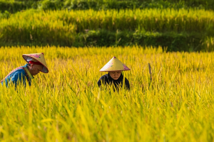 Vietnam in Autumn