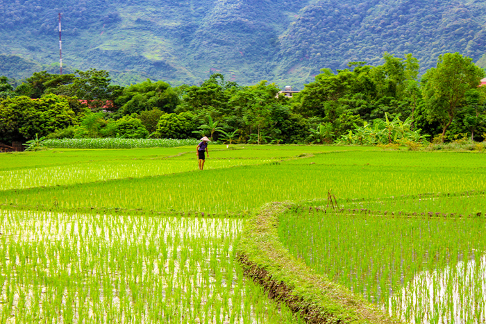 Rice field in Mai Chau