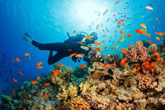When Is The Best Time To Go Snorkeling In South Vietnam?