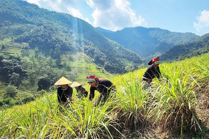 The Sán Chỉ in Cao Bang