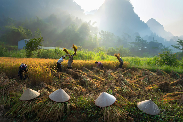 Harvest season in Phong Nam valley