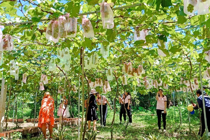 Stop at an orchard in Ben Tre invites you to taste freshly picked exotic fruits, a week in southern Vietnam